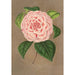 Reproductie van het schilderij Camellia Vittorio Emmanuele II - Charles Antoine Lemaire
