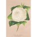Reproductie van het schilderij Camellia alba ornatissima - Charles Antoine Lemaire