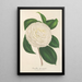 Reproductie van het schilderij Camellia planipetala - Charles Antoine Lemaire
