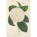 Reproductie van het schilderij Camellia planipetala - Charles Antoine Lemaire