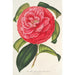 Camellia reticulata var. flore pleno - Charles Antoine Lemaire — weergave van het kunstwerk