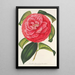 Camellia reticulata var. flore pleno - Charles Antoine Lemaire — ingelijst kunstwerk aan de muur
