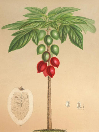Charles Antoine Lemaire - Carica erythrocarpa.webp