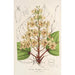 Catalpa Kaempferi - Charles Antoine Lemaire — weergave van het kunstwerk
