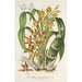 Reproductie van het schilderij Catasetum trimerochilum - Charles Antoine Lemaire