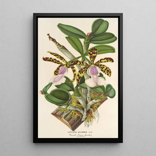 Charles Antoine Lemaire - Cattleya Aclandi.webp