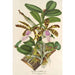 Reproductie van het schilderij Cattleya Aclandiae - Charles Antoine Lemaire