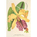 Cattleya Dowiana - Charles Antoine Lemaire — weergave van het kunstwerk