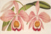 Cattleya Eldorado splendens - Charles Antoine Lemaire — weergave van het kunstwerk