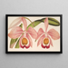 Cattleya Eldorado splendens - Charles Antoine Lemaire — ingelijst kunstwerk aan de muur