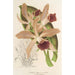 Reproductie van het schilderij Koelei elegans Ch. Morren - Charles Antoine Lemaire