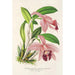 Cattleya pumila - Charles Antoine Lemaire — weergave van het kunstwerk