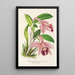 Cattleya pumila - Charles Antoine Lemaire — ingelijst kunstwerk aan de muur
