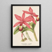 Reproductie van het schilderij van Cattleya superba var. splendens - Charles Antoine Lemaire