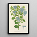 Reproductie van het schilderij Ceanothus elegans - Charles Antoine Lemaire