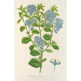 Charles Antoine Lemaire - Ceanothus elegans.webp