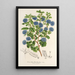 Reproductie van het schilderij Ceanothus floribundus - Charles Antoine Lemaire
