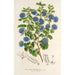 Reproductie van het schilderij Ceanothus floribundus - Charles Antoine Lemaire