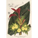 Centrosolenia bullata Episcia tessellata - Charles Antoine Lemaire — weergave van het kunstwerk