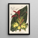 Centrosolenia bullata Episcia tessellata - Charles Antoine Lemaire — ingelijst kunstwerk aan de muur