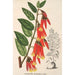 Ceratostema speciosum - Charles Antoine Lemaire — weergave van het kunstwerk