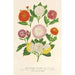 van de herfstchrysanten, dwergvariëteiten - Charles Antoine Lemaire — weergave van het kunstwerk