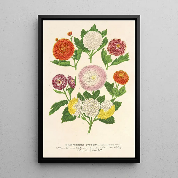 Charles Antoine Lemaire - Chrysanthmes dautomne varits naines.webp