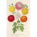 van de tuinchrysanten, kleine en vroege - Charles Antoine Lemaire — weergave van het kunstwerk
