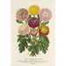 Reproductie van het schilderij van de herfstkleuren van kleine chrysanten - Charles Antoine Lemaire