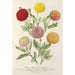 van vroegbloeiende kleine chrysanten - Charles Antoine Lemaire — weergave van het kunstwerk