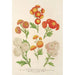 Reproductie van het schilderij van het nieuwe Chrysanten Lilliputiens-schilderij - Charles Antoine Lemaire
