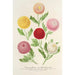 Nieuwe herfstchrysanten - Charles Antoine Lemaire — weergave van het kunstwerk
