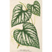 Cissus Lindeni - Charles Antoine Lemaire — weergave van het kunstwerk