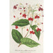 Clerodendrum Thomson - Charles Antoine Lemaire — weergave van het kunstwerk