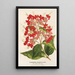 Reproductie van het schilderij Clerodendrum speciosum hybridum - Charles Antoine Lemaire