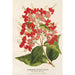 Reproductie van het schilderij Clerodendrum speciosum hybridum - Charles Antoine Lemaire