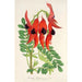 Reproductie van het schilderij Clianthus Dampieri - Charles Antoine Lemaire