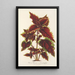 Reproductie van het schilderij Coleus Verschaffeltii - Charles Antoine Lemaire