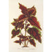 Reproductie van het schilderij Coleus Verschaffeltii - Charles Antoine Lemaire
