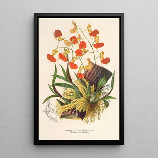 Charles Antoine Lemaire - Comparettia coccinea.webp