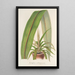 Cordyline indivisa - Charles Antoine Lemaire — ingelijst kunstwerk aan de muur