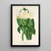 Reproductie van het schilderij Costus Verschaffeltianus - Charles Antoine Lemaire