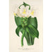 Reproductie van het schilderij Costus Verschaffeltianus - Charles Antoine Lemaire