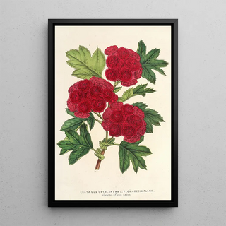 Charles Antoine Lemaire - Cratgus oxyacantha var flor coccin plenis.webp