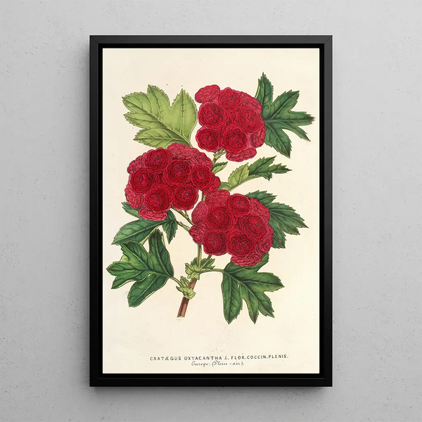 Charles Antoine Lemaire - Cratgus oxyacantha var flor coccin plenis.webp