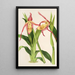 Reproductie van het schilderij Cypripedium Roezli - Charles Antoine Lemaire