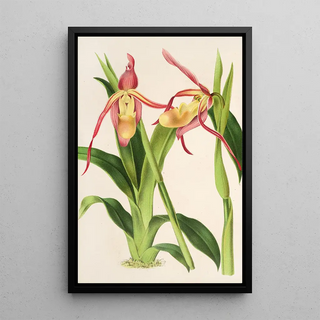 Charles Antoine Lemaire - Cypripedium Roezli.webp