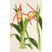 Reproductie van het schilderij Cypripedium Roezli - Charles Antoine Lemaire