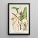 Cypripedium Stonei - Charles Antoine Lemaire — ingelijst kunstwerk aan de muur