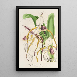 Charles Antoine Lemaire - Cypripedium Stonei.webp